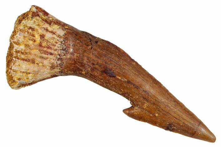 Fossil Sawfish (Onchopristis) Rostral Barb - Morocco #273347